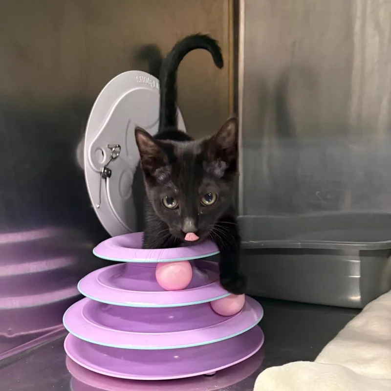 A baby small-sized female Black Domestic Short Hair cat named Dancing Queen for adoption in Spokane, WA