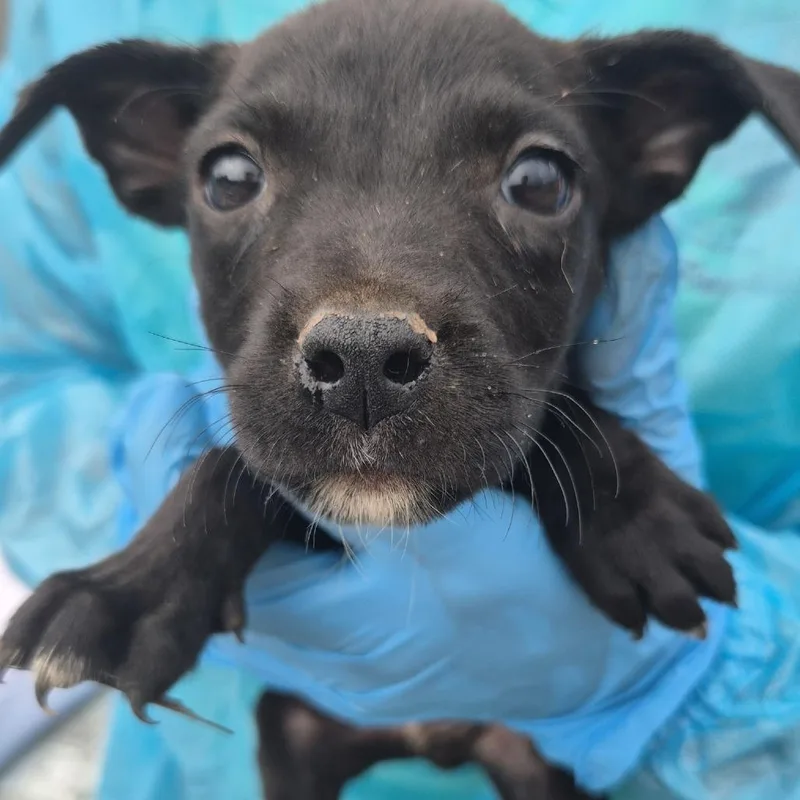 A baby small-sized male Black Mixed Breed dog named Crew for adoption in Corinth, MS