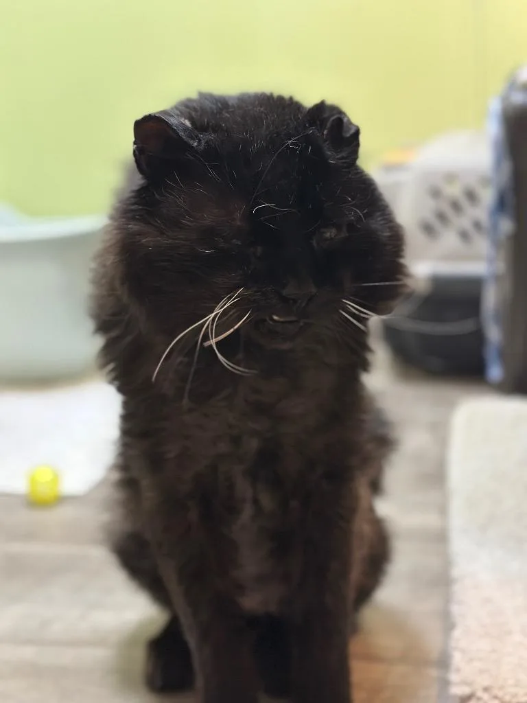 An adult medium-sized male Domestic Short Hair cat named Roth for adoption in Rice Lake, WI