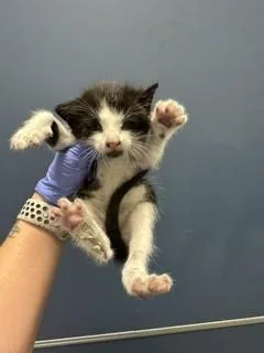 A baby small-sized male Domestic Long Hair cat named Rain for adoption in Miami, FL