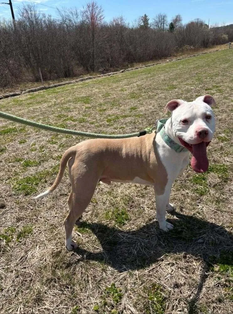 An adult large-sized male Pit Bull Terrier dog named Bubbles for adoption in Leverett, MA