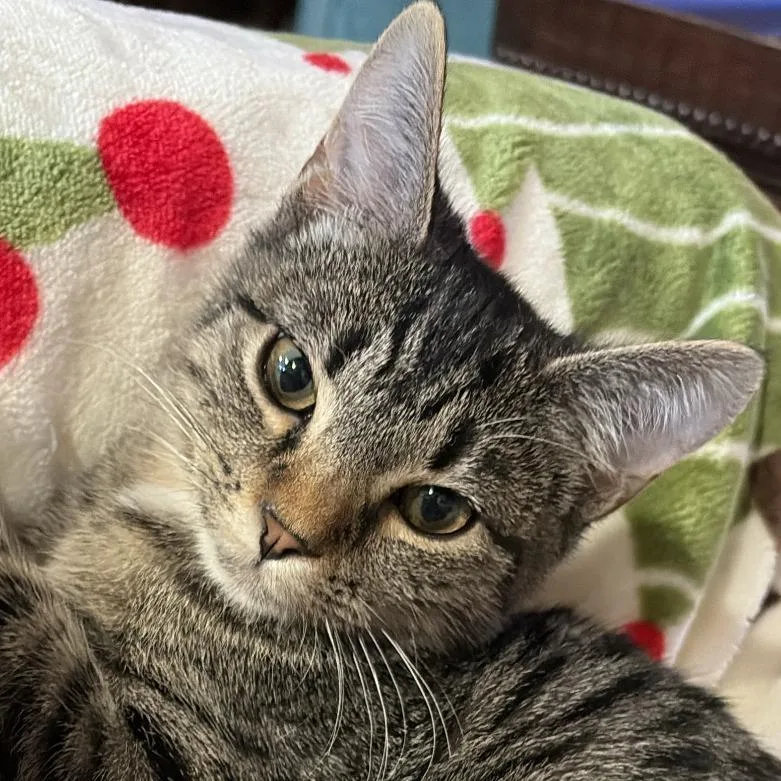 A young medium-sized female Domestic Short Hair cat named Eloise for adoption in Cumming, GA