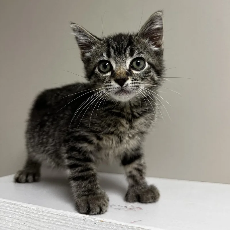 A baby small-sized female Black Domestic Short Hair cat named Bee for adoption in Blue Ridge, GA
