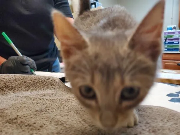 A baby medium-sized female Domestic Short Hair cat named Lime for adoption in Oceanside, CA