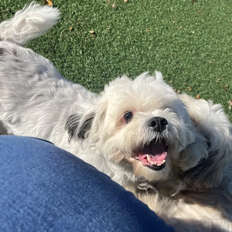 A senior medium-sized female Shih Tzu dog named Sunshine for adoption in La Grange, KY