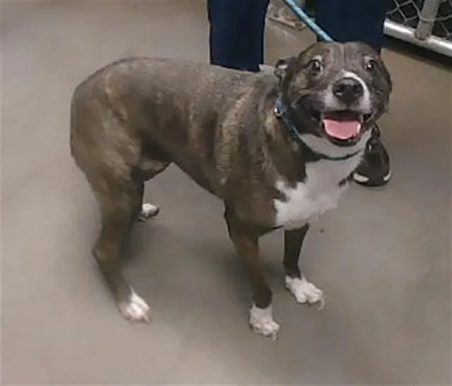 An adult large-sized female Pit Bull Terrier dog named Lilo for adoption in Phoenix, AZ
