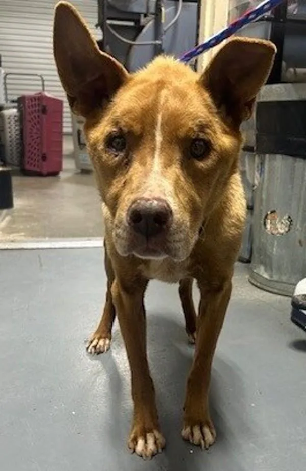 An adult large-sized male Labrador Retriever dog named Henry for adoption in Dallas, GA
