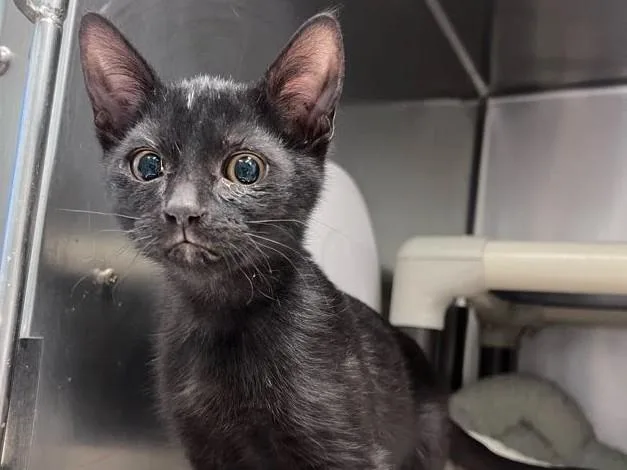 A baby small-sized male Domestic Short Hair cat named Zuko for adoption in Palo Alto, CA