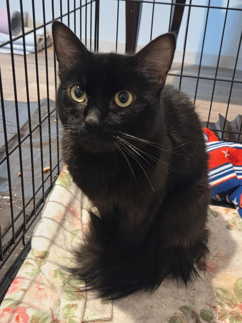 A young small-sized male Black Domestic Short Hair cat named Rocky for adoption in Stafford, VA