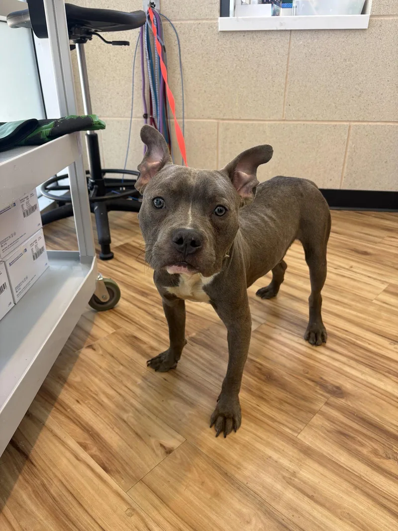 A young large-sized male Pit Bull Terrier dog named Rugby for adoption in Richardson, TX