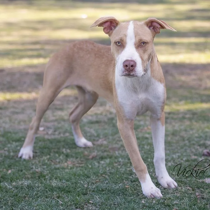 An adult medium-sized male Yellow / Tan / Blond / Fawn Pit Bull Terrier dog named Howey for adoption in Portland, OR