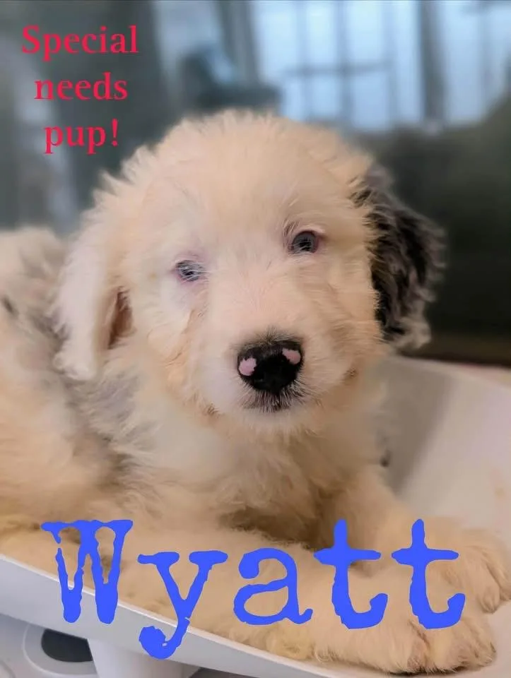 Wyatt