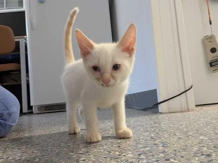 A baby medium-sized male Siamese cat named Phoenix for adoption in Athens, AL