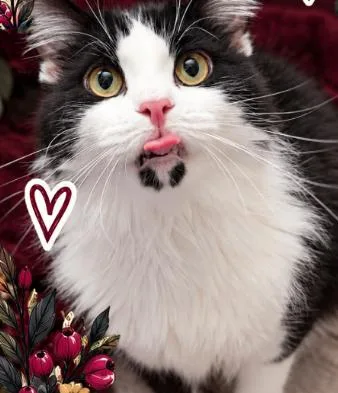 A young large-sized female Black & White / Tuxedo Domestic Long Hair cat named Willa for adoption in Norfolk, VA