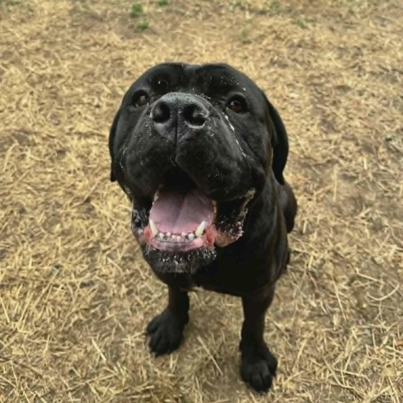 A young extra large-sized male Black Cane Corso dog named Fargo for adoption in Orange, VA