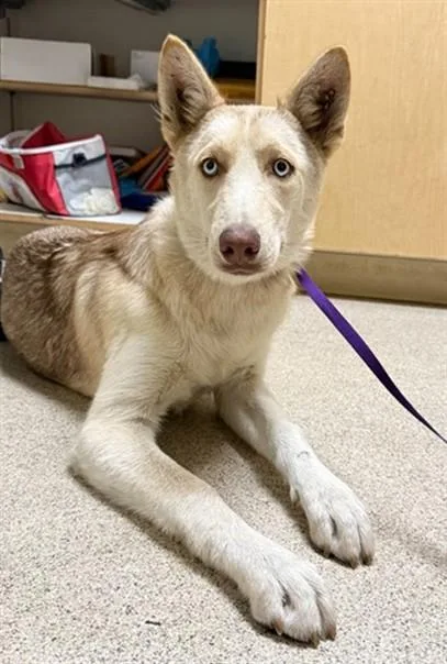 A young medium-sized female Siberian Husky dog named Raneera for adoption in Riverside, CA
