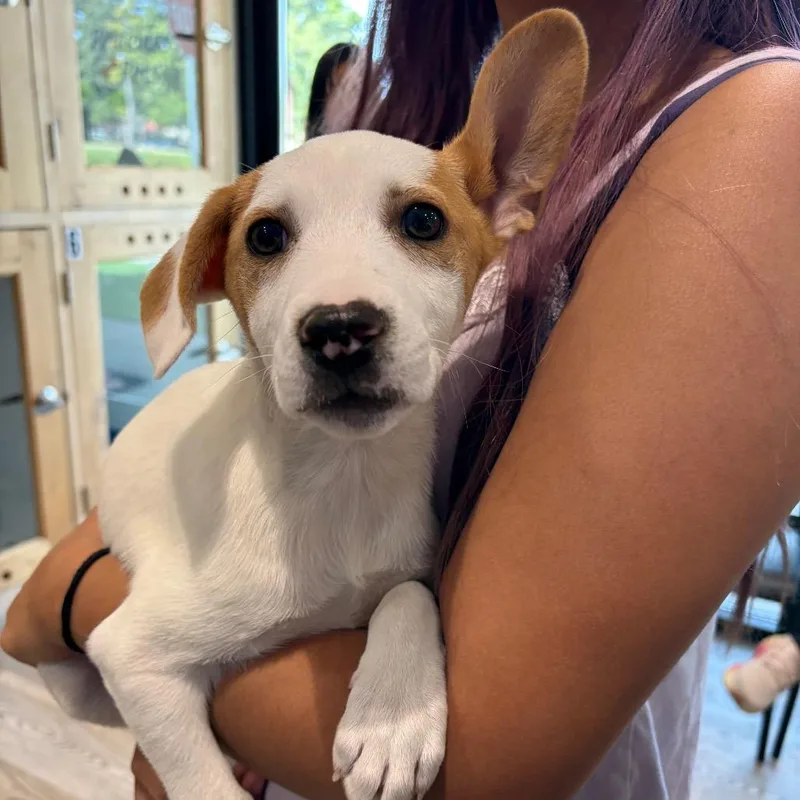 Soybean  Costa Mesa thumbnail 2