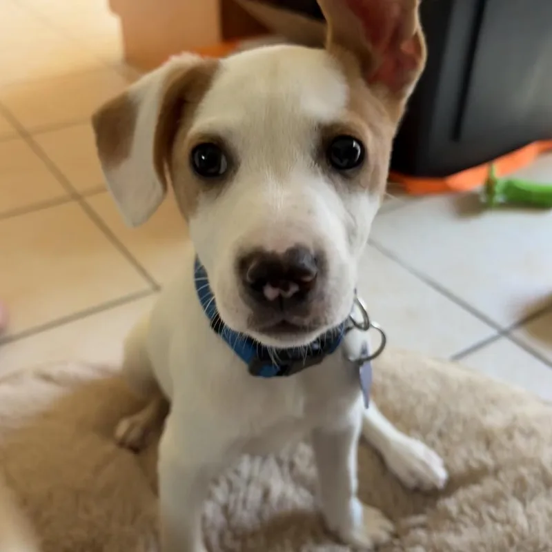 Soybean  Costa Mesa thumbnail 3