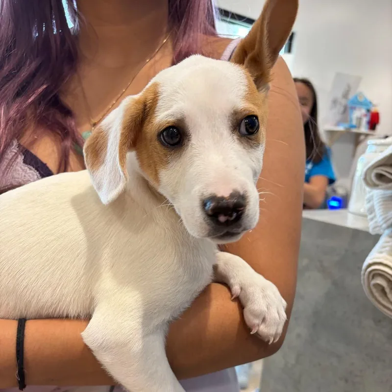 Soybean  Costa Mesa thumbnail 4