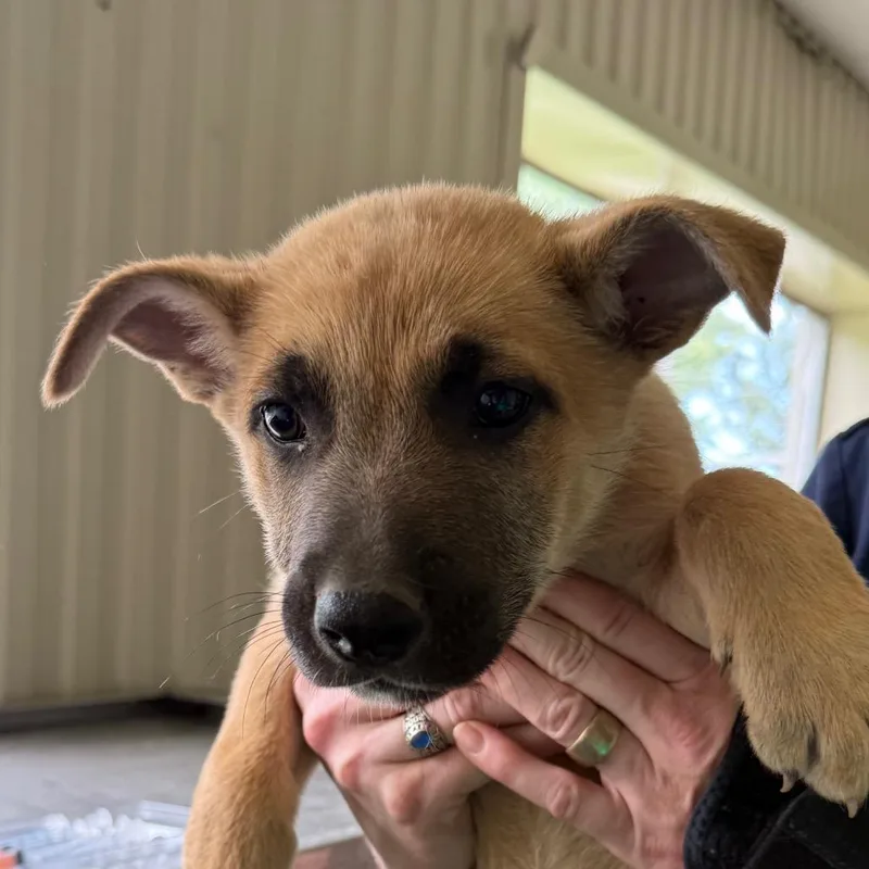 A baby medium-sized male Yellow / Tan / Blond / Fawn Shepherd dog named Link for adoption in Jacksonville, AR