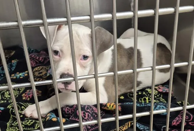 A baby small-sized male Pit Bull Terrier dog named Wilbur for adoption in Decatur, IL