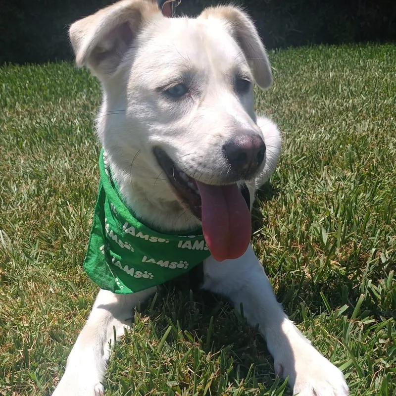 A young medium-sized female White / Cream Labrador Retriever dog named Blanca for adoption in Orange, CA