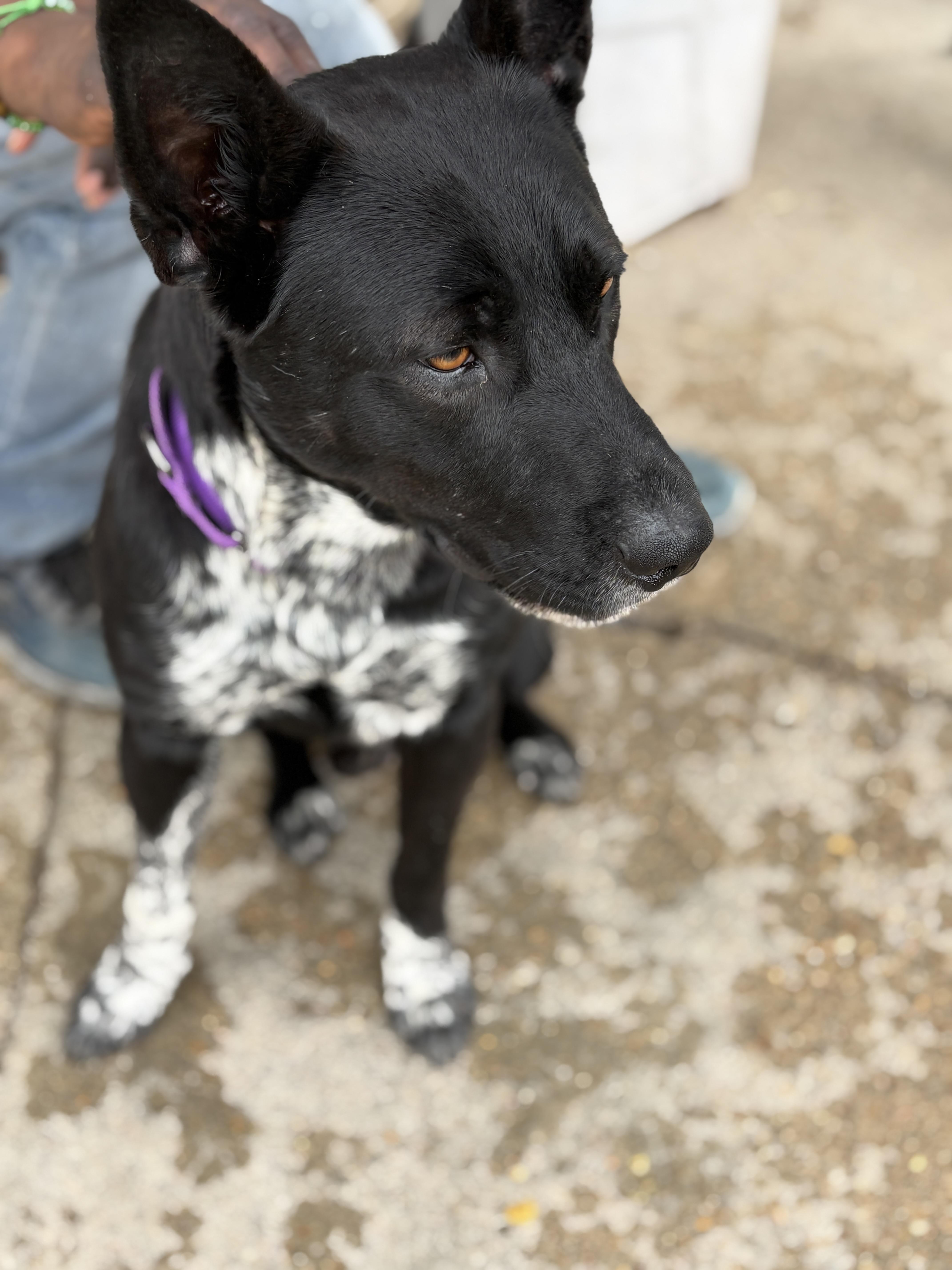 Doug  A.k.a Douggie thumbnail 5