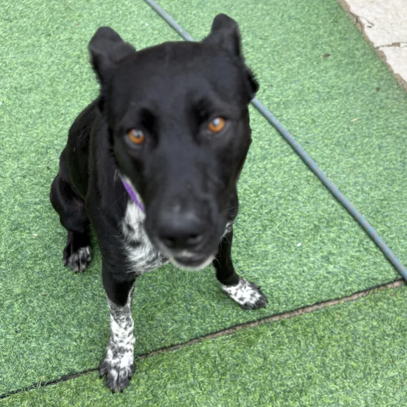 Doug  A.k.a Douggie thumbnail 6