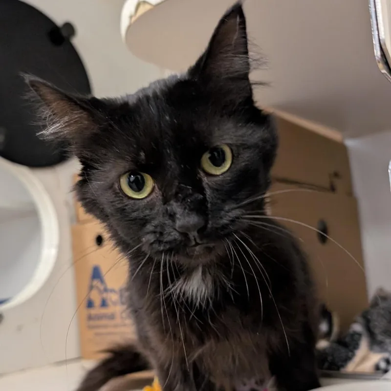 A young medium-sized female Black Domestic Short Hair cat named Rocco for adoption in Novelty, OH