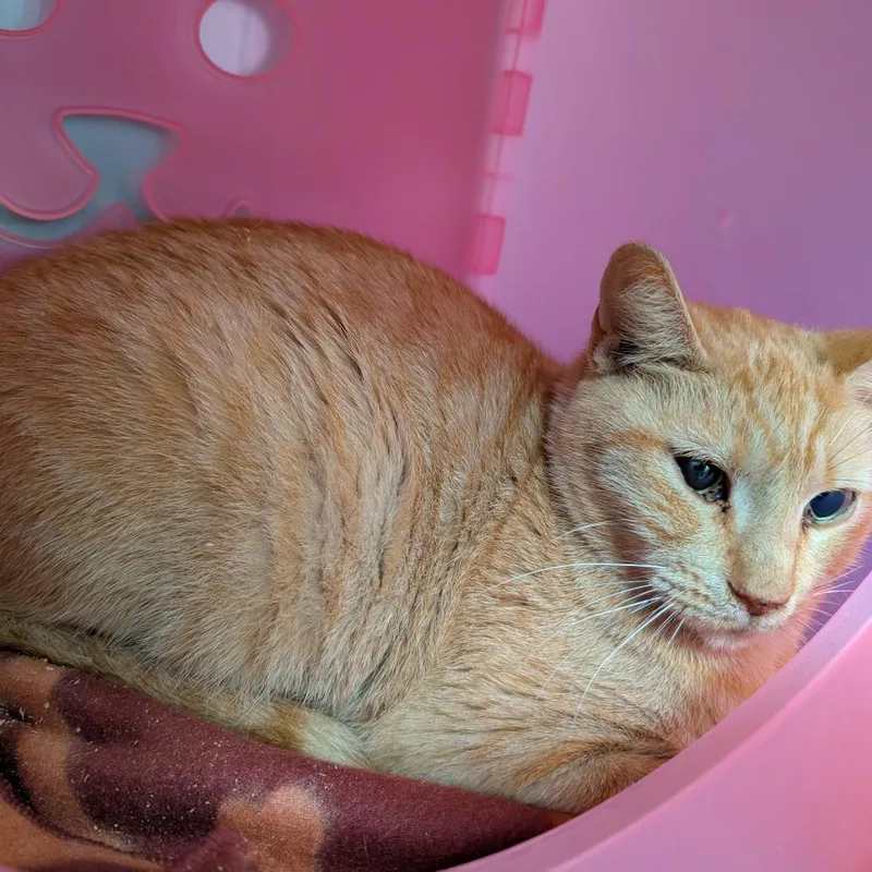 An adult medium-sized female Orange / Red Domestic Short Hair cat named Clawdia for adoption in Titusville, FL