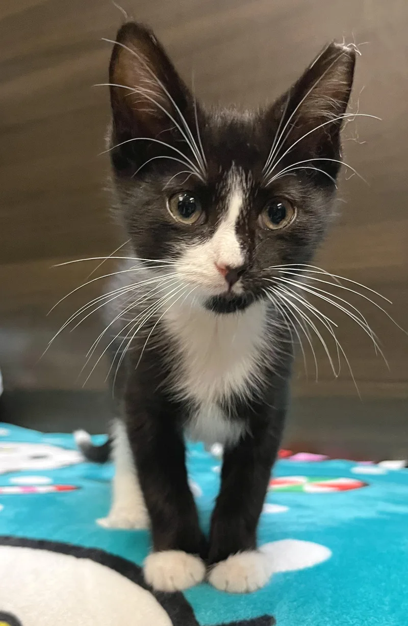 Tux