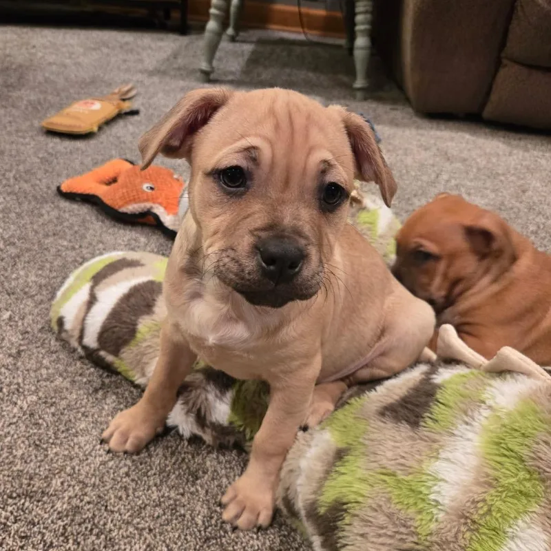 Pinecone thumbnail 2