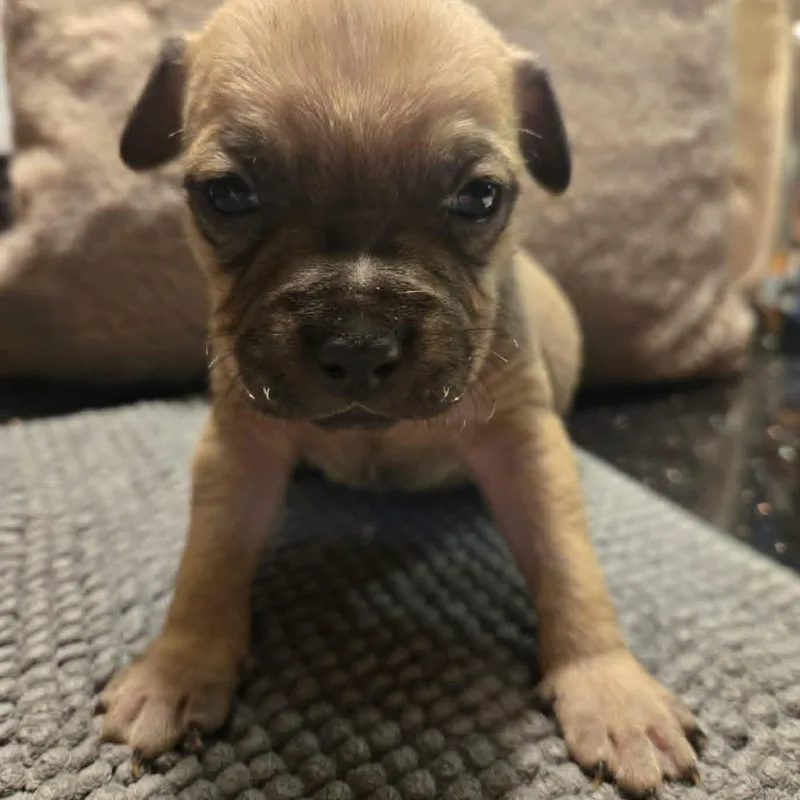 Pinecone thumbnail 3