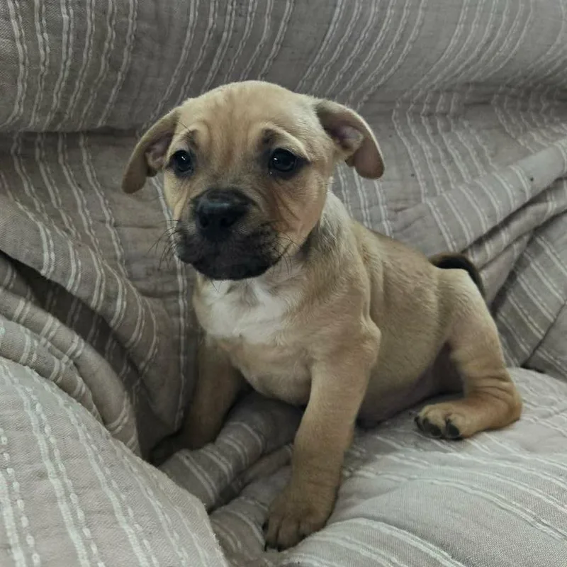 Pinecone thumbnail 4