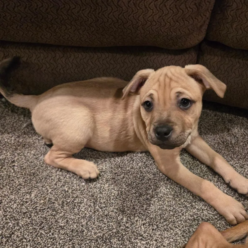 Pinecone thumbnail 5