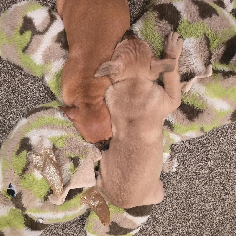 Pinecone thumbnail 6