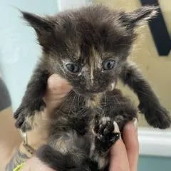 A baby small-sized female Tortoiseshell Domestic Short Hair cat named Ali for adoption in Marble, NC