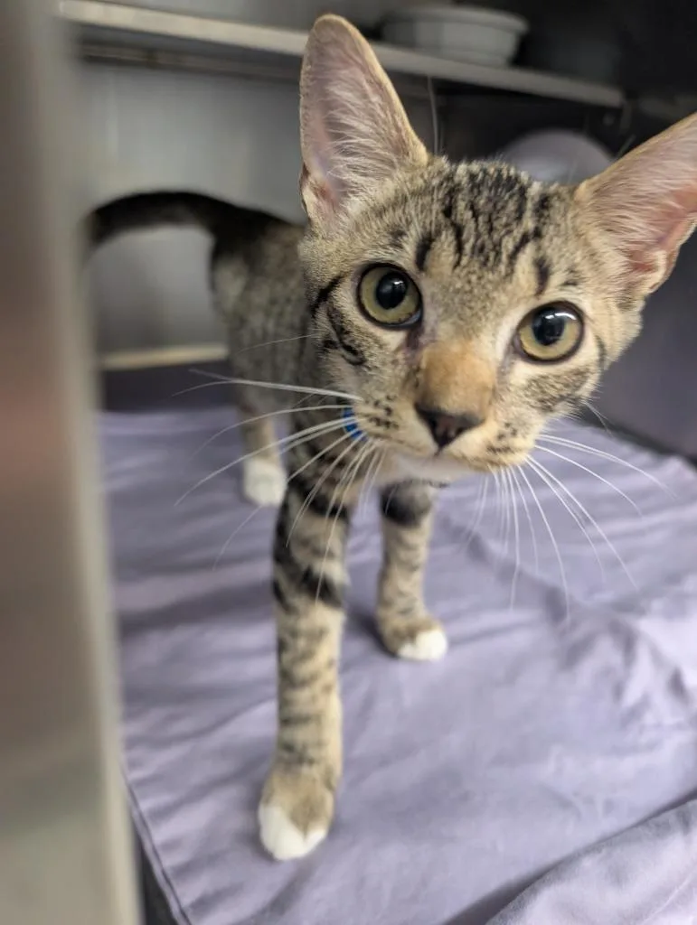 A baby small-sized female American Shorthair cat named Minerva for adoption in Sidney, NY