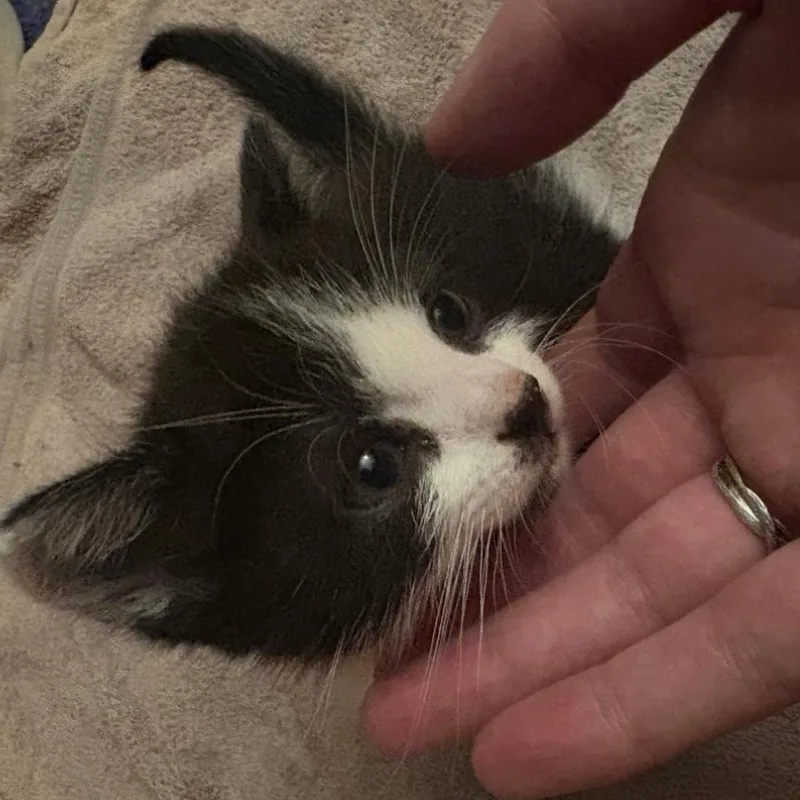 A baby small-sized male Black Domestic Short Hair cat named Quicksilver for adoption in Westminster, CA