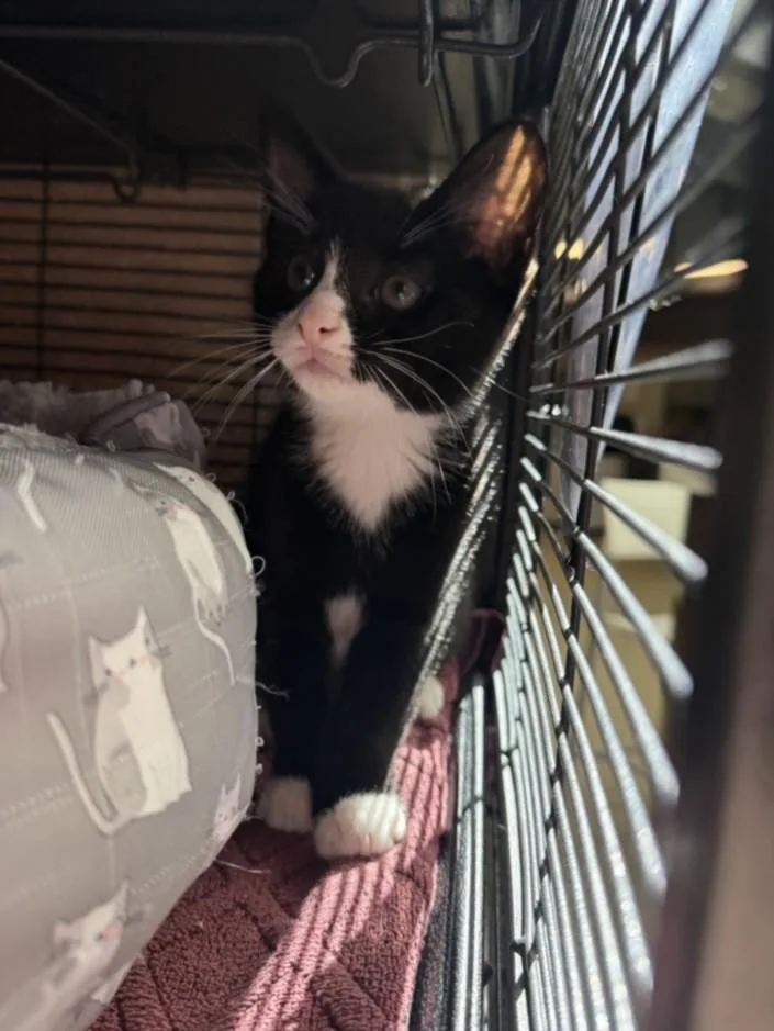 A baby small-sized male Domestic Short Hair cat named Bonzai for adoption in Hagerstown, MD
