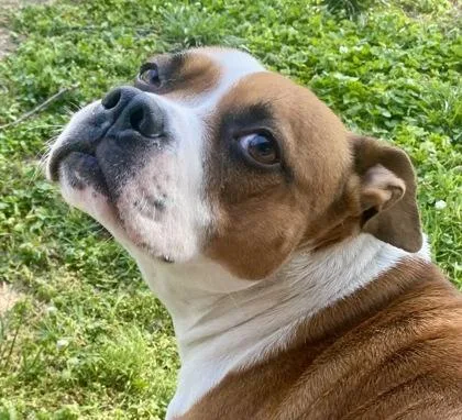 A young medium-sized female Brown / Chocolate Bulldog dog named Libby for adoption in Glasgow, KY