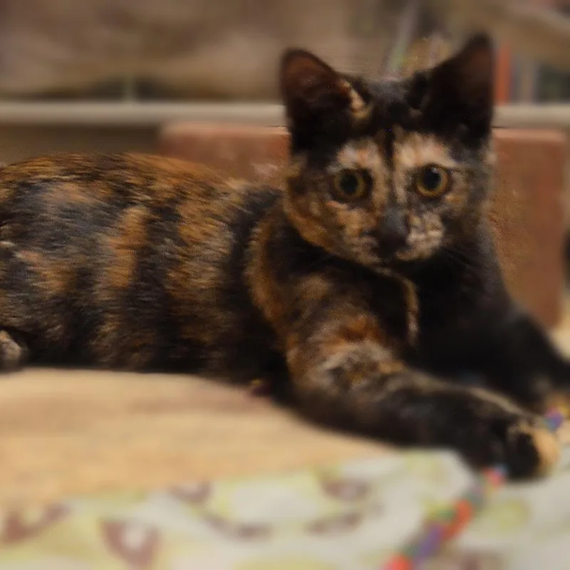 A baby small-sized female Tortoiseshell Domestic Short Hair cat named Aria Wallace for adoption in Merrifield, VA