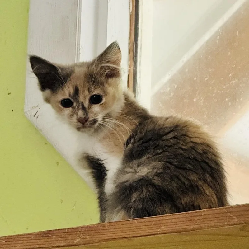 A baby small-sized female Calico Domestic Medium Hair cat named Blair for adoption in Brownsboro, AL