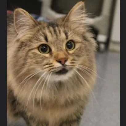 Miss Jewel thumbnail 2