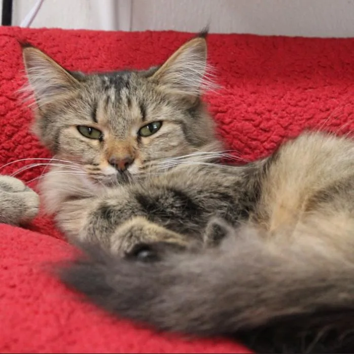 Miss Jewel thumbnail 3