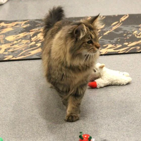 Miss Jewel thumbnail 4