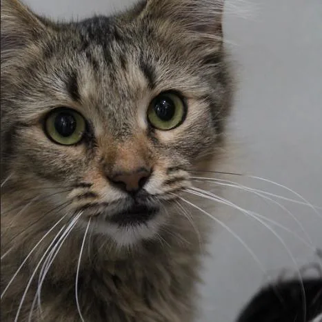 Miss Jewel thumbnail 5