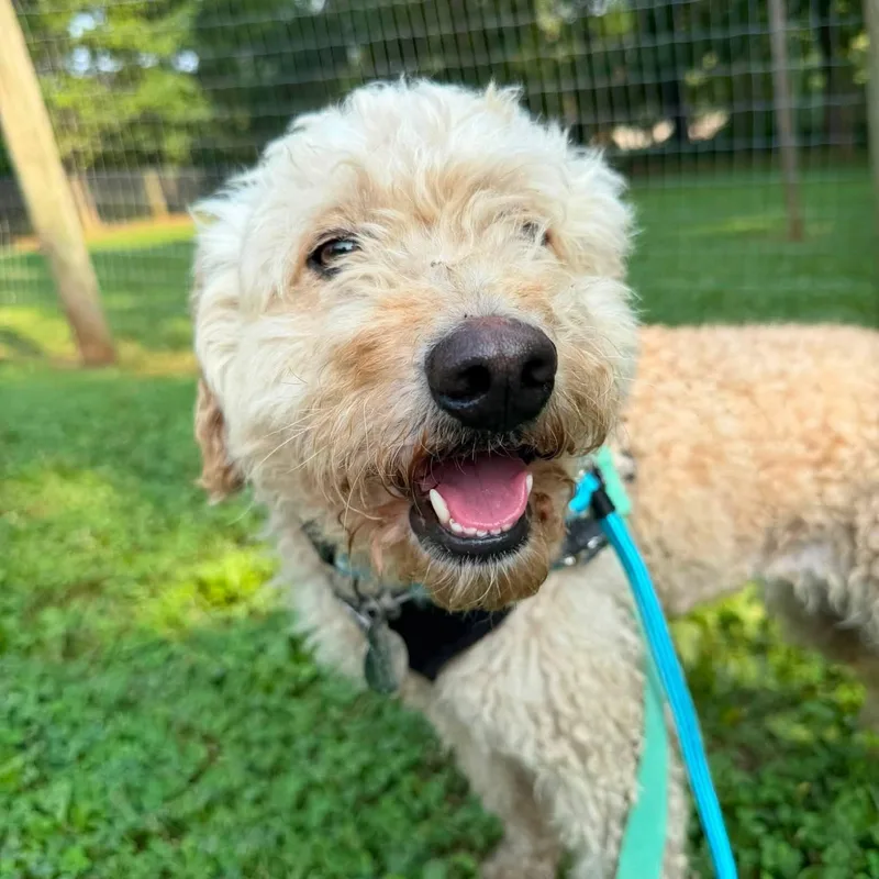 An adult medium-sized female White / Cream Labradoodle dog named Tater for adoption in Phoenixville, PA