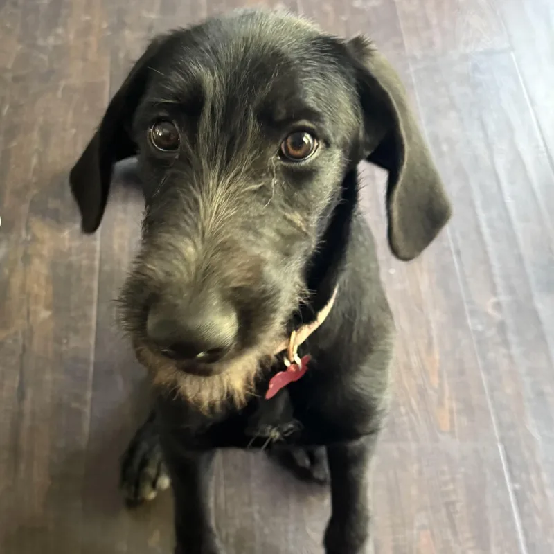 A baby medium-sized female Labradoodle dog named Margs for adoption in Prior Lake, MN