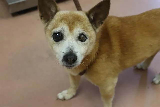 A senior small-sized female Mixed Breed dog named Coco for adoption in Columbia, SC